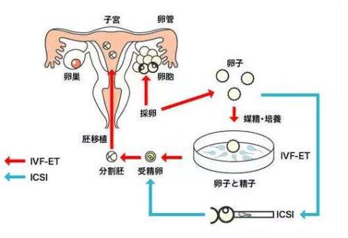 用手机直接测胎心软件