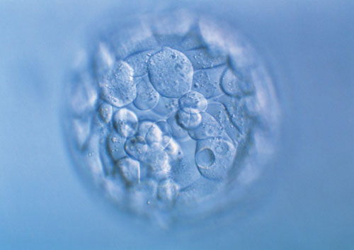 生男生女预产期提前